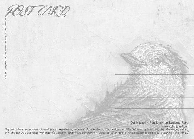 Camp Robber Innocence Gray Jay- PostCard - Col Mitchell ~ Wild Blackbird