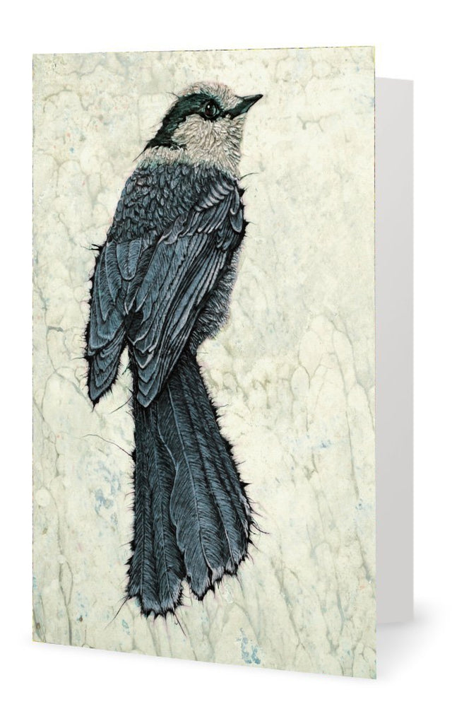 Canada Jay 1 - Art Card - Col Mitchell ~ Wild Blackbird