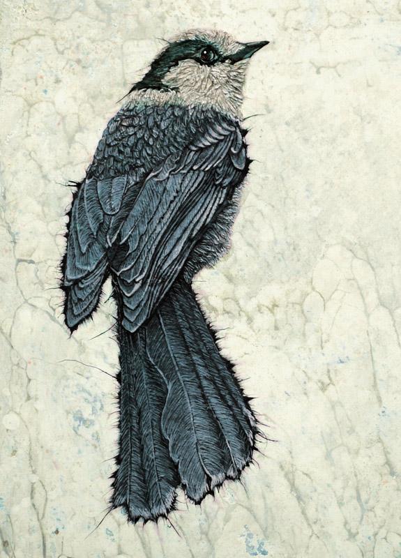 Canada Jay 1 - Art Card - Col Mitchell ~ Wild Blackbird