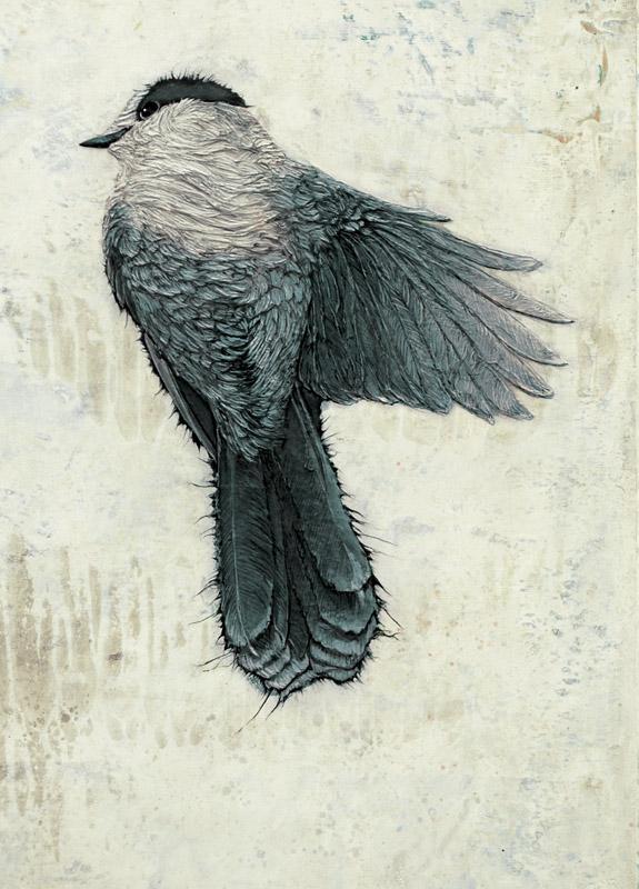 Canada Jay 2 - Art Card - Col Mitchell ~ Wild Blackbird