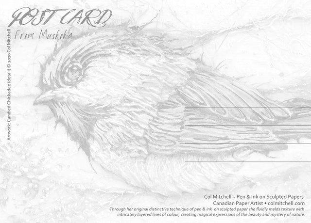 Candied Chickadee - PostCard - Col Mitchell ~ Wild Blackbird