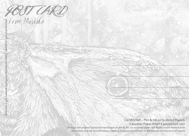 Cyclops Moth - PostCard - Col Mitchell ~ Wild Blackbird