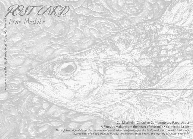 It Was This Big Perch - Postcard - Col Mitchell ~ Wild Blackbird