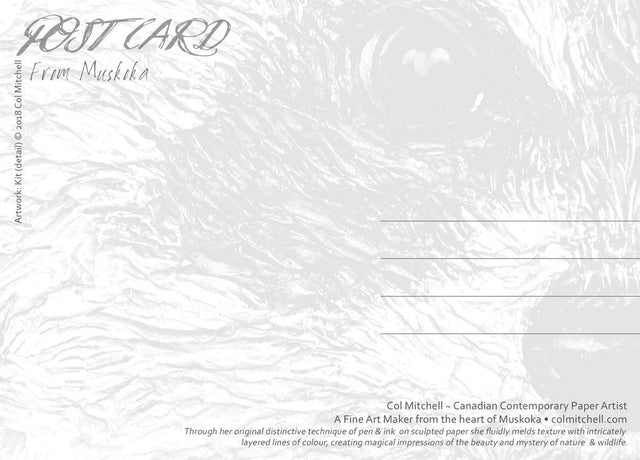 Kit Raccoon - Postcard - Col Mitchell ~ Wild Blackbird