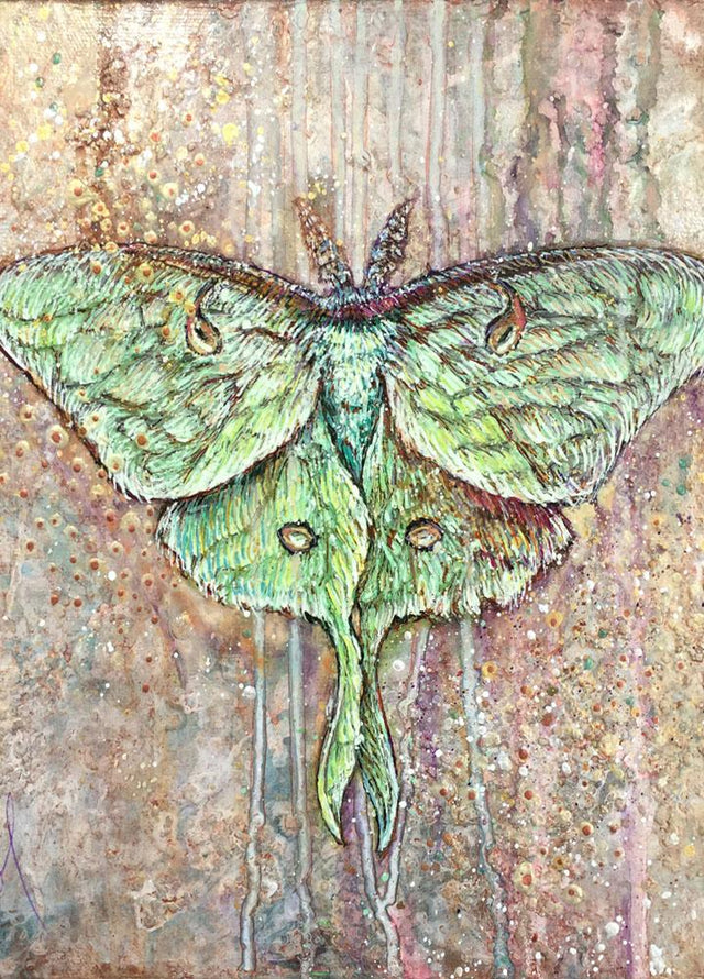 Luna Moth - Postcard - Col Mitchell ~ Wild Blackbird