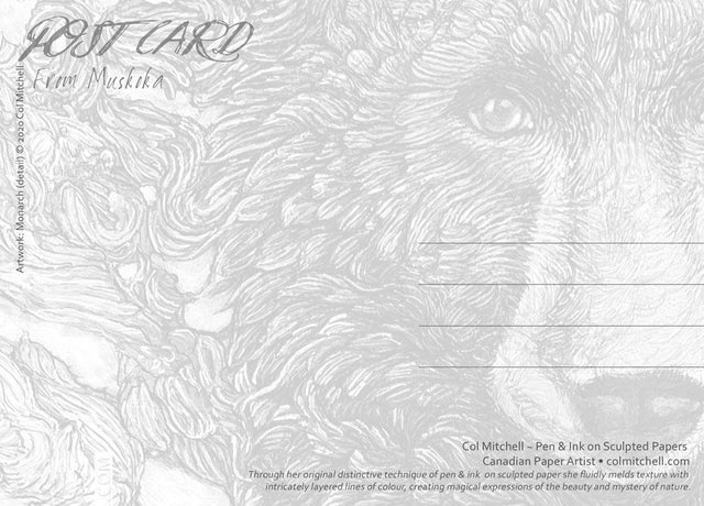 Monarch Black Bear - Postcard - Col Mitchell ~ Wild Blackbird