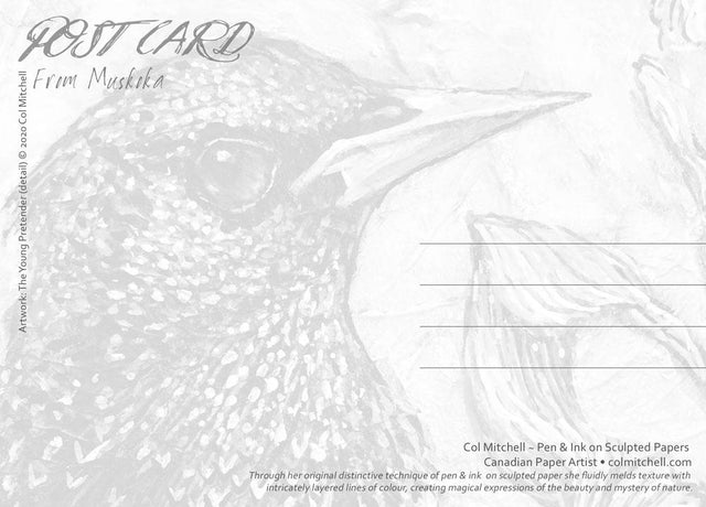 Starling 2 - Postcard - Col Mitchell ~ Wild Blackbird