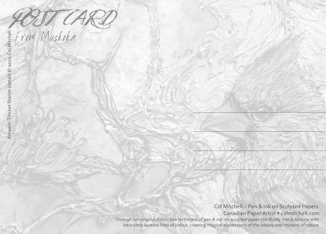 Thicket Starlet Cardinal - Postcard - Col Mitchell ~ Wild Blackbird